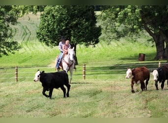 American Quarter Horse, Wallach, 10 Jahre, 152 cm, Fliegenschimmel