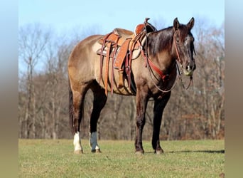 American Quarter Horse, Wallach, 10 Jahre, 152 cm, Grullo