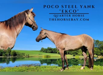 American Quarter Horse, Wallach, 10 Jahre, 152 cm, Grullo