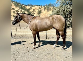 American Quarter Horse, Wallach, 10 Jahre, 152 cm, Grullo