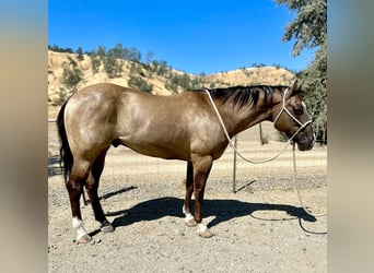 American Quarter Horse, Wallach, 10 Jahre, 152 cm, Grullo