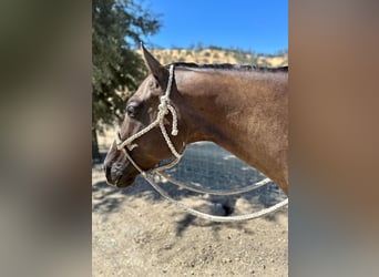 American Quarter Horse, Wallach, 10 Jahre, 152 cm, Grullo