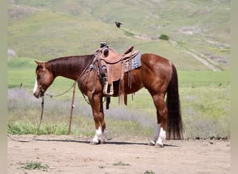 American Quarter Horse, Wallach, 10 Jahre, 152 cm, Overo-alle-Farben