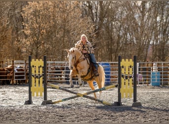 American Quarter Horse, Wallach, 10 Jahre, 152 cm, Palomino