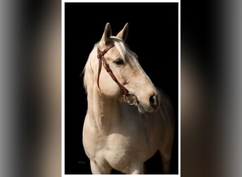 American Quarter Horse, Wallach, 10 Jahre, 152 cm, Palomino