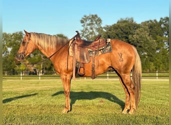 American Quarter Horse, Wallach, 10 Jahre, 152 cm, Palomino