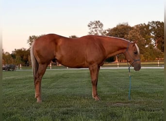 American Quarter Horse, Wallach, 10 Jahre, 152 cm, Palomino