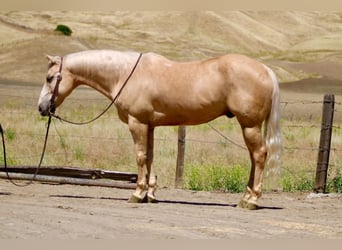 American Quarter Horse, Wallach, 10 Jahre, 152 cm, Palomino
