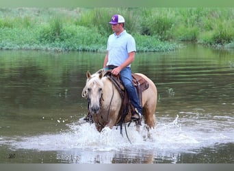 American Quarter Horse, Wallach, 10 Jahre, 152 cm, Palomino