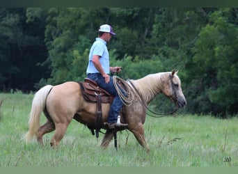 American Quarter Horse, Wallach, 10 Jahre, 152 cm, Palomino