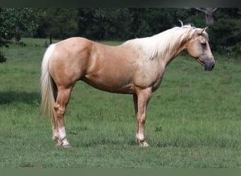 American Quarter Horse, Wallach, 10 Jahre, 152 cm, Palomino