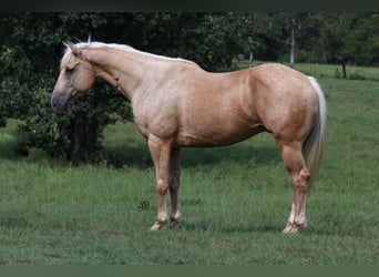 American Quarter Horse, Wallach, 10 Jahre, 152 cm, Palomino