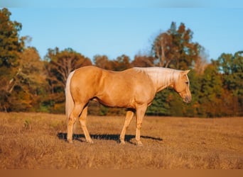 American Quarter Horse, Wallach, 10 Jahre, 152 cm, Palomino