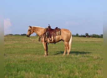 American Quarter Horse, Wallach, 10 Jahre, 152 cm, Palomino