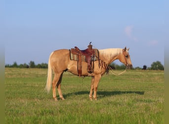 American Quarter Horse, Wallach, 10 Jahre, 152 cm, Palomino