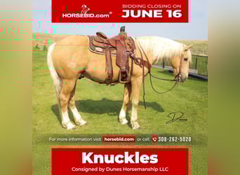 American Quarter Horse Mix, Wallach, 10 Jahre, 152 cm, Palomino