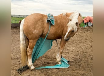 American Quarter Horse Mix, Wallach, 10 Jahre, 152 cm, Palomino