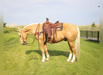 American Quarter Horse Mix, Wallach, 10 Jahre, 152 cm, Palomino