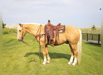 American Quarter Horse Mix, Wallach, 10 Jahre, 152 cm, Palomino