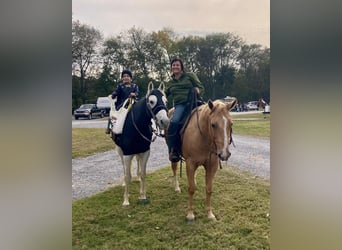 American Quarter Horse, Wallach, 10 Jahre, 152 cm, Palomino
