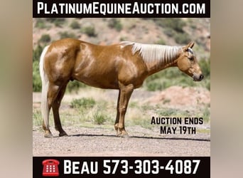 American Quarter Horse, Wallach, 10 Jahre, 152 cm, Palomino