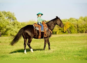 American Quarter Horse, Wallach, 10 Jahre, 152 cm, Rappe