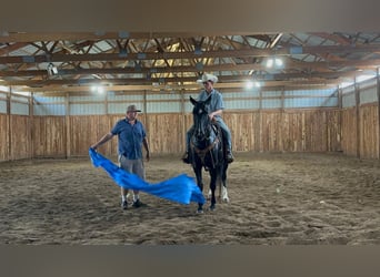 American Quarter Horse, Wallach, 10 Jahre, 152 cm, Rappe