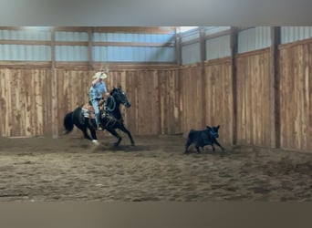 American Quarter Horse, Wallach, 10 Jahre, 152 cm, Rappe