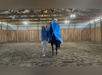 American Quarter Horse, Wallach, 10 Jahre, 152 cm, Rappe