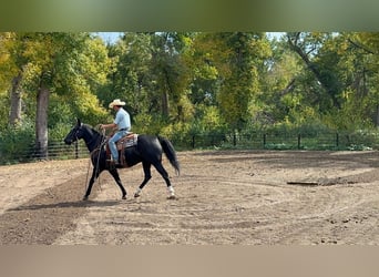 American Quarter Horse, Wallach, 10 Jahre, 152 cm, Rappe