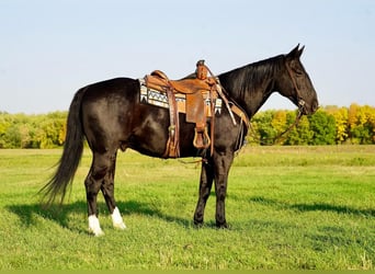 American Quarter Horse, Wallach, 10 Jahre, 152 cm, Rappe