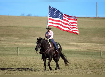 American Quarter Horse, Wallach, 10 Jahre, 152 cm, Rappe