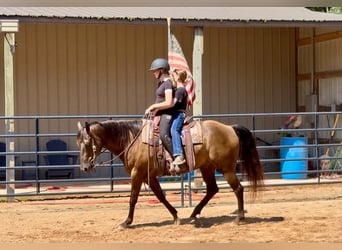 American Quarter Horse, Wallach, 10 Jahre, 152 cm, Rappe