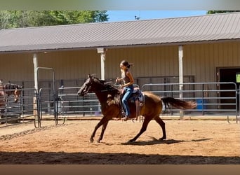 American Quarter Horse, Wallach, 10 Jahre, 152 cm, Rappe
