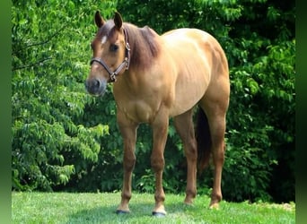 American Quarter Horse, Wallach, 10 Jahre, 152 cm, Red Dun