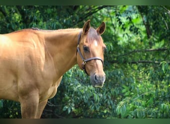 American Quarter Horse, Wallach, 10 Jahre, 152 cm, Red Dun