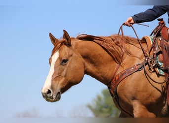 American Quarter Horse, Wallach, 10 Jahre, 152 cm, Red Dun