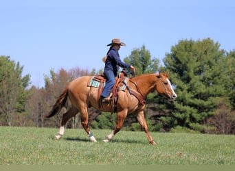 American Quarter Horse, Wallach, 10 Jahre, 152 cm, Red Dun