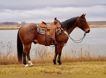 American Quarter Horse, Wallach, 10 Jahre, 152 cm, Roan-Bay