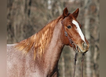 American Quarter Horse, Wallach, 10 Jahre, 152 cm, Roan-Bay