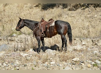 American Quarter Horse, Wallach, 10 Jahre, 152 cm, Roan-Bay
