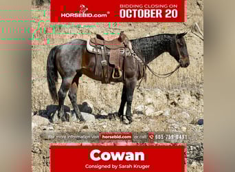 American Quarter Horse, Wallach, 10 Jahre, 152 cm, Roan-Bay