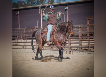 American Quarter Horse, Wallach, 10 Jahre, 152 cm, Roan-Bay