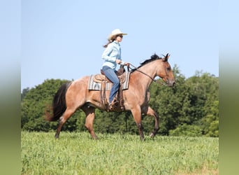 American Quarter Horse, Wallach, 10 Jahre, 152 cm, Roan-Bay