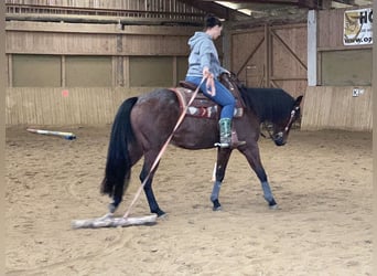 American Quarter Horse, Wallach, 10 Jahre, 152 cm, Roan-Bay