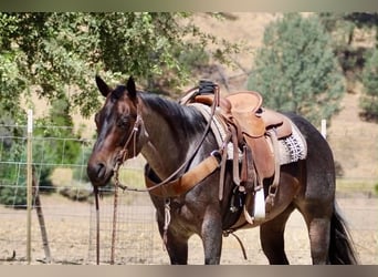 American Quarter Horse, Wallach, 10 Jahre, 152 cm, Roan-Blue