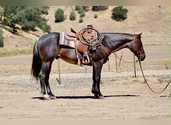 American Quarter Horse, Wallach, 10 Jahre, 152 cm, Roan-Blue