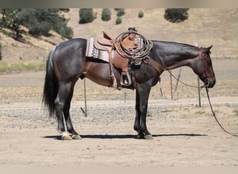 American Quarter Horse, Wallach, 10 Jahre, 152 cm, Roan-Blue