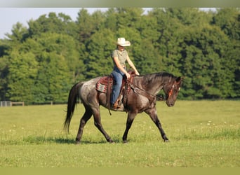 American Quarter Horse, Wallach, 10 Jahre, 152 cm, Roan-Blue