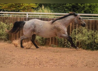 American Quarter Horse, Wallach, 10 Jahre, 152 cm, Roan-Blue